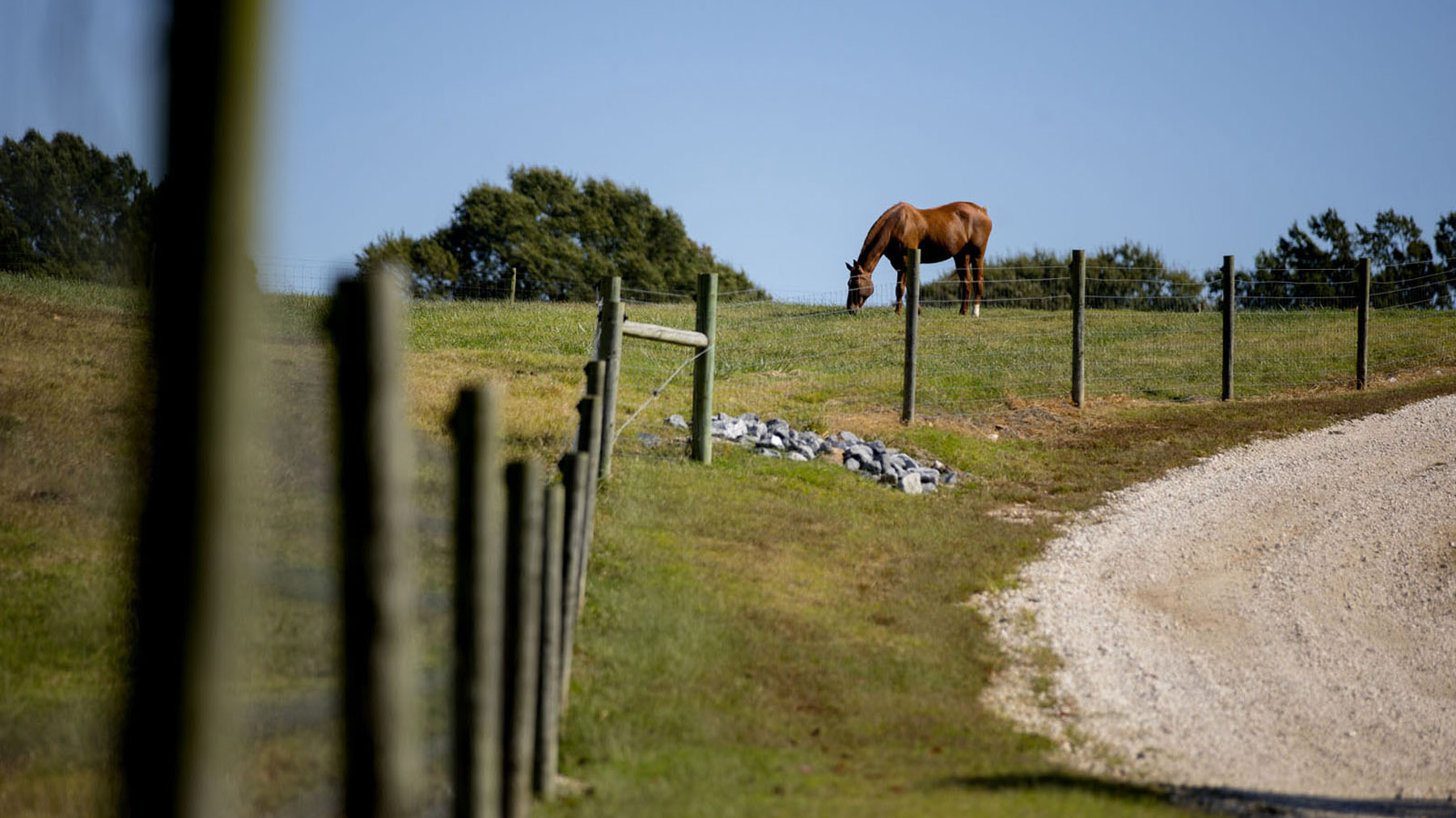 Our campus is home to a 680-acre teaching farm with beef cattle, horses, sheep, swine and a fully functional companion animal (dog and cat) laboratory/teaching facility where you can gain hands-on learning experiences during your program.